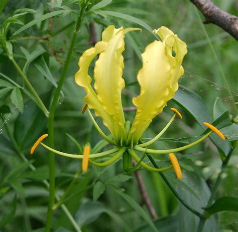 Virginia Native Plants: A Guide to Local Species