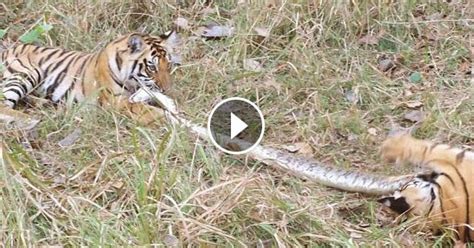 Image result for Python's vs Animals