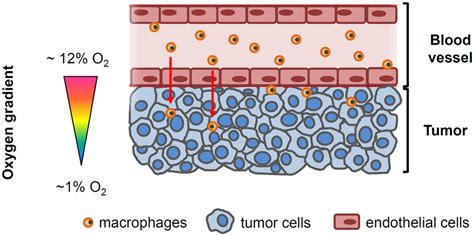 Image result for Oxygen Concentration Gradient