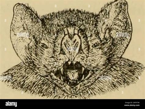 Image result for Short and Stumpy