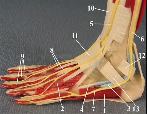 Image result for Toe Lateral View