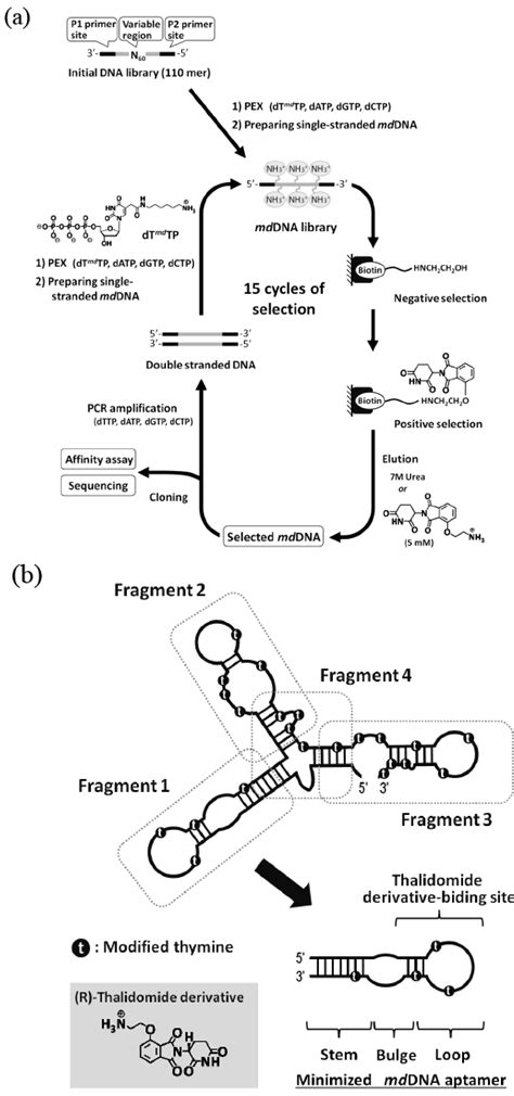 Molecular Evolution of Functional Nucleic Acids with Chemical Modifications