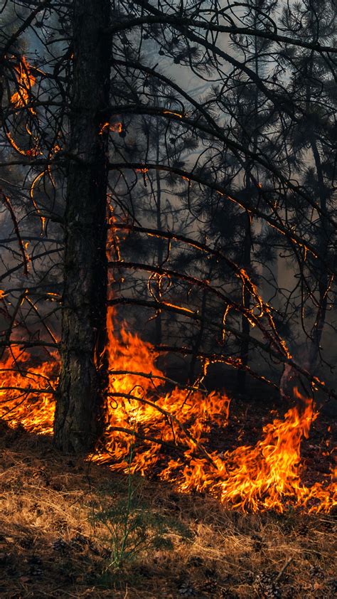 Download wallpaper fire, trees, smoke, forest fire, section nature in ...