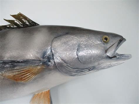 White Sea Bass 125cm - WSB - Fish Replica Mounts