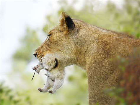 Baby White Lion Rare White African Lion Born At Texas Zoo