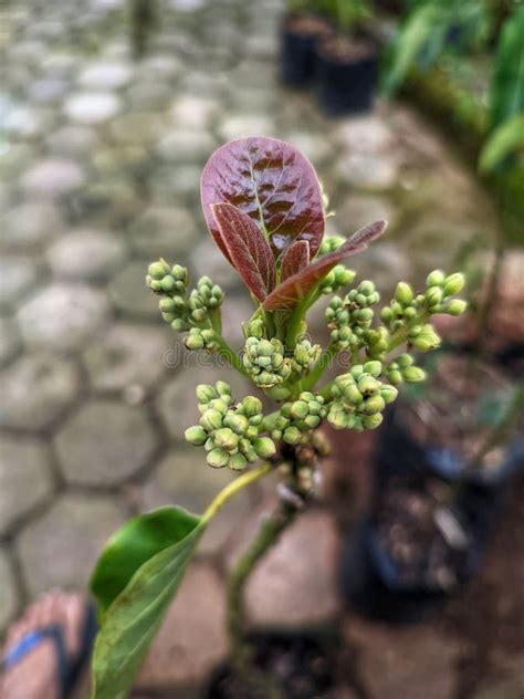 Image result for Small Avocado Tree