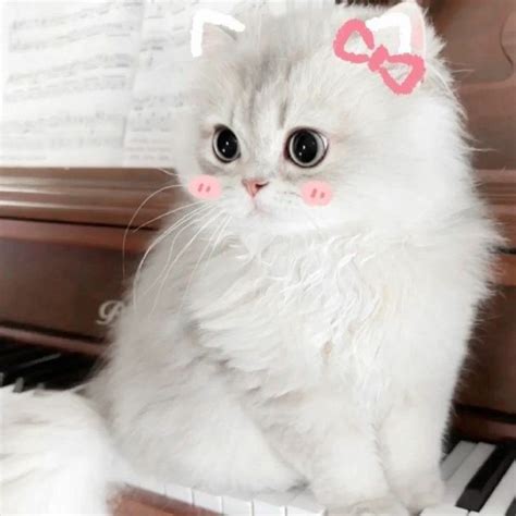 Image result for Random Facts PFP