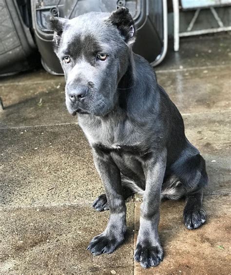 Pin de Charlotte Cypress em I ♡ Dogs!! | Cão cane corso