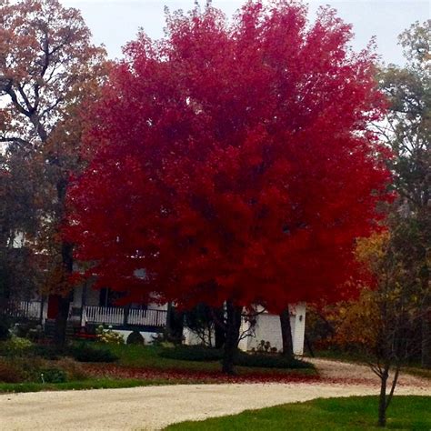 MAPLE ‘AUTUMN BLAZE’ – Morden Nurseries & Garden Centre
