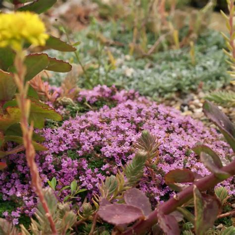 Wooly Thyme Invasive How To Grow Creeping Jenny | BBC Gardeners World