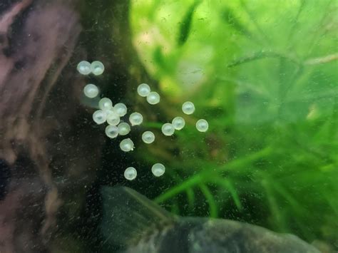Can someone tell me if these are fish eggs or snail eggs? i have skirt ...