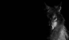 Black Cool Wolf Wallpaper by Wolf Pictures Wallpapers Wallpaper Cave Black Cool Wolf Wallpaper
