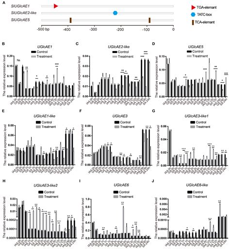 Genome-Wide Identification and Expression Analysis of the UGlcAE Gene ...