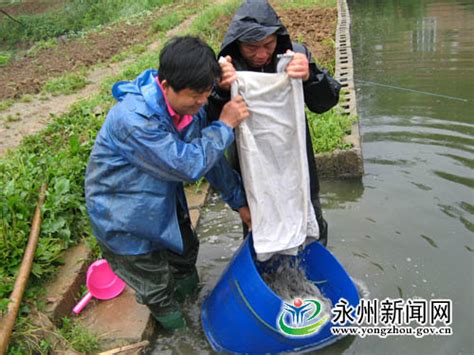 湖南永州：科学养鱼 小池塘出大效益-综合新闻- 水产门户网 - 具影响力的水产网站