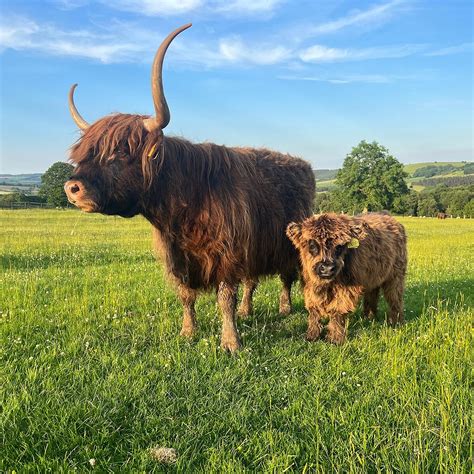 HALL HILL FARM (2025) All You Need to Know BEFORE You Go (with Photos ...