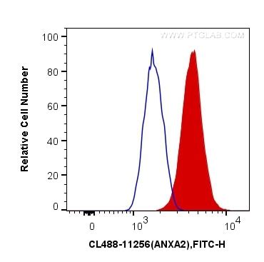 Annexin A2 antibody (CL488-11256) | Proteintech
