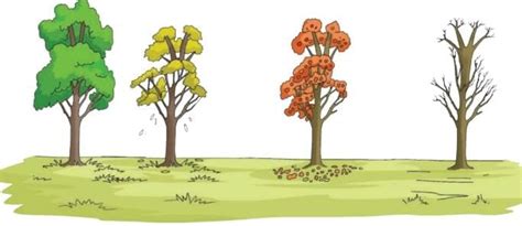 Rhythms Of Nature Important Notes - Class 5 EVS - Fully Solved Notes ...