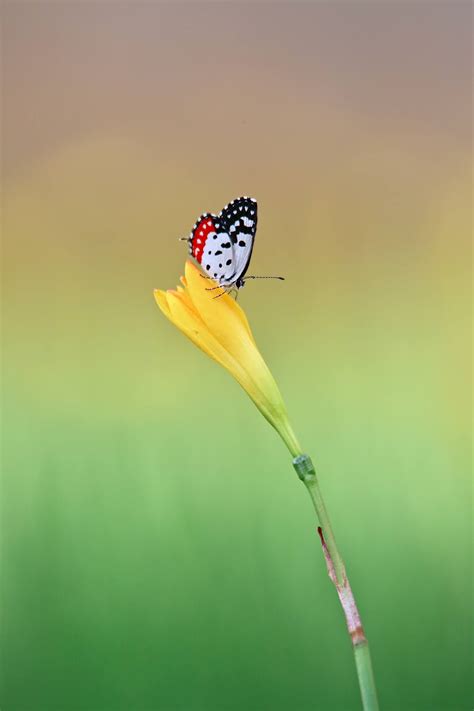 Red Pierrot: A Tiny Black and Red Butterfly