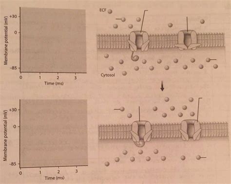 Stages of an action potential Diagram | Quizlet