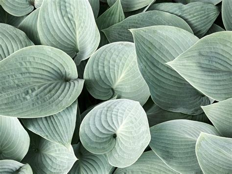 Pastel Plants With Pretty, Pale Foliage | Gardening Know How