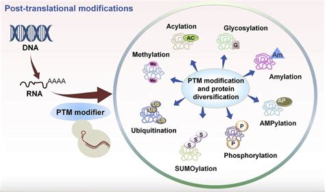Image result for CRISPR Tutorial