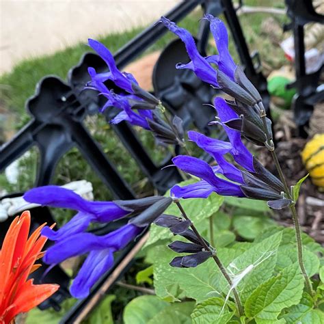 Salvia g. ‘Black and Blue’ (Sage) - Cavano’s Perennials
