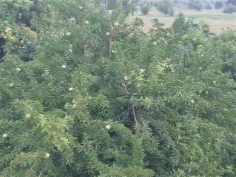 Dausa man quits business for farming, earns ₹20 lakh annually; Planted ...