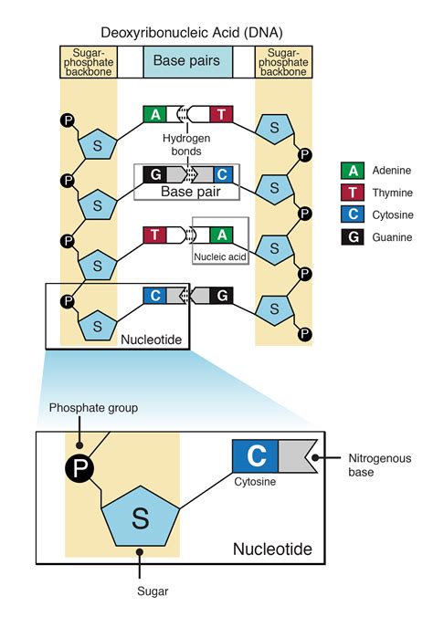 Nucleotide Structure