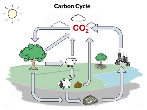 Ecosystem Cycle 的图像结果