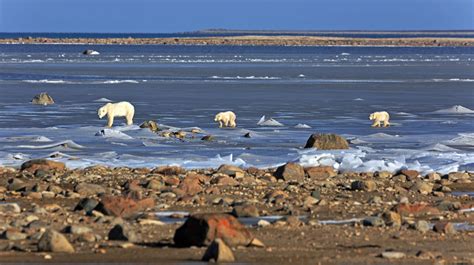 Stock photo 574578364 - A polar bear family on the ice of the Hudson ...