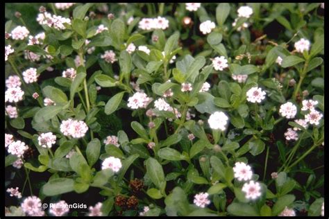 Phyla nodiflora | Groeninfo.com