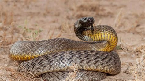 5 most poisonous animals on Earth