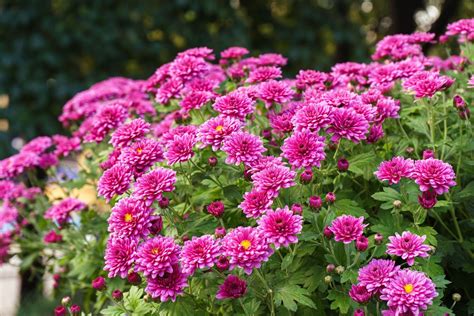 Chrysanthemums: Annuals or Perennials? – Tennessee Wholesale Nursery