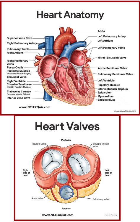 Heart Diagram Quiz