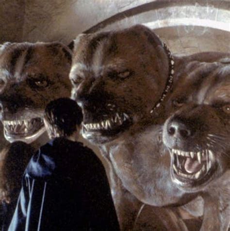 What Is Fluffy In Harry Potter at Annie Burress blog