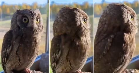 The internet has been stunned by a viral video of an owl rotating its head.