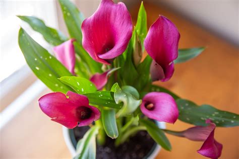 Calla Lily: Plant Care & Growing Guide