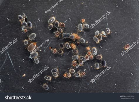 Flea Microscope 的图像结果