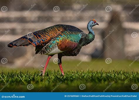 Gutemala Nature. Ocellated Turkey, Meleagris Ocellata, Rare Bizar Bird, Tikal National Park ...