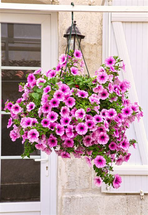 Petunia Hanging Basket Care - How to Grow Enviable Displays! | Petunia ...