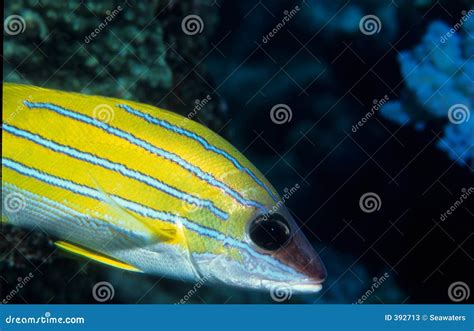 Image result for How to Filet Blue Snapper