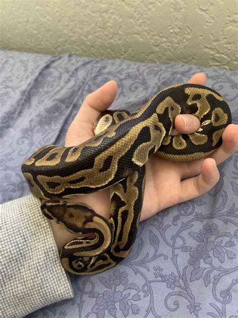 Image result for Ball Python 1 Year Old