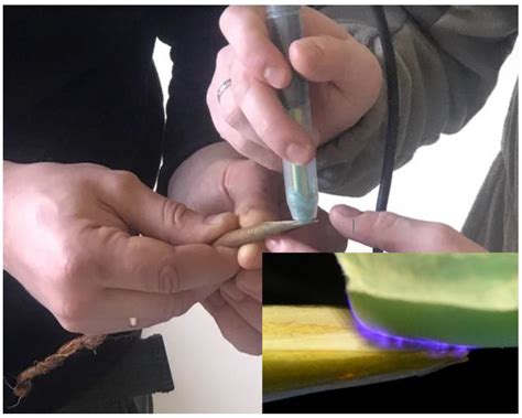 Improvement of Winter Graft Techniques Using Cold Plasma and Plasma ...