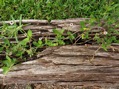 Frogfruit - Phyla nodiflora – Little Red Wagon Native Nursery