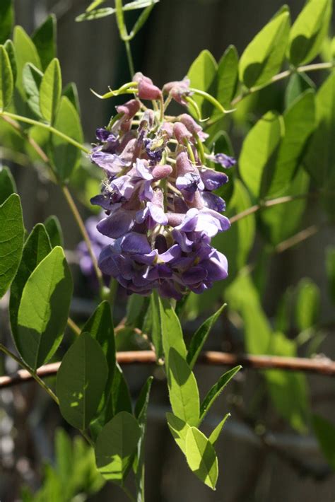 Native Florida Wildflowers: American Wisteria - Wisteria frutescens