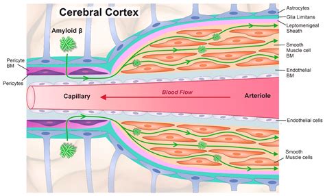 Proportions of Basement Membrane Proteins in Cerebrovascular Smooth ...