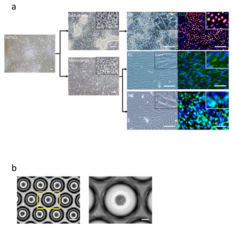 Establishment of Human Leukocyte Antigen-Mismatched Immune Responses ...