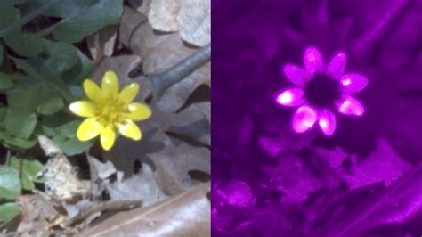 Image result for Raspberry Pi UV Camera