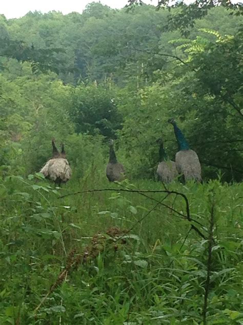 My dad found peacocks in his garden. We live in Ohio. : r/pics