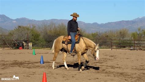 Image result for Reining Tutorials